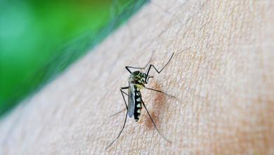 Photo of Febbre dengue: sconfiggerla grazie a un batterio
