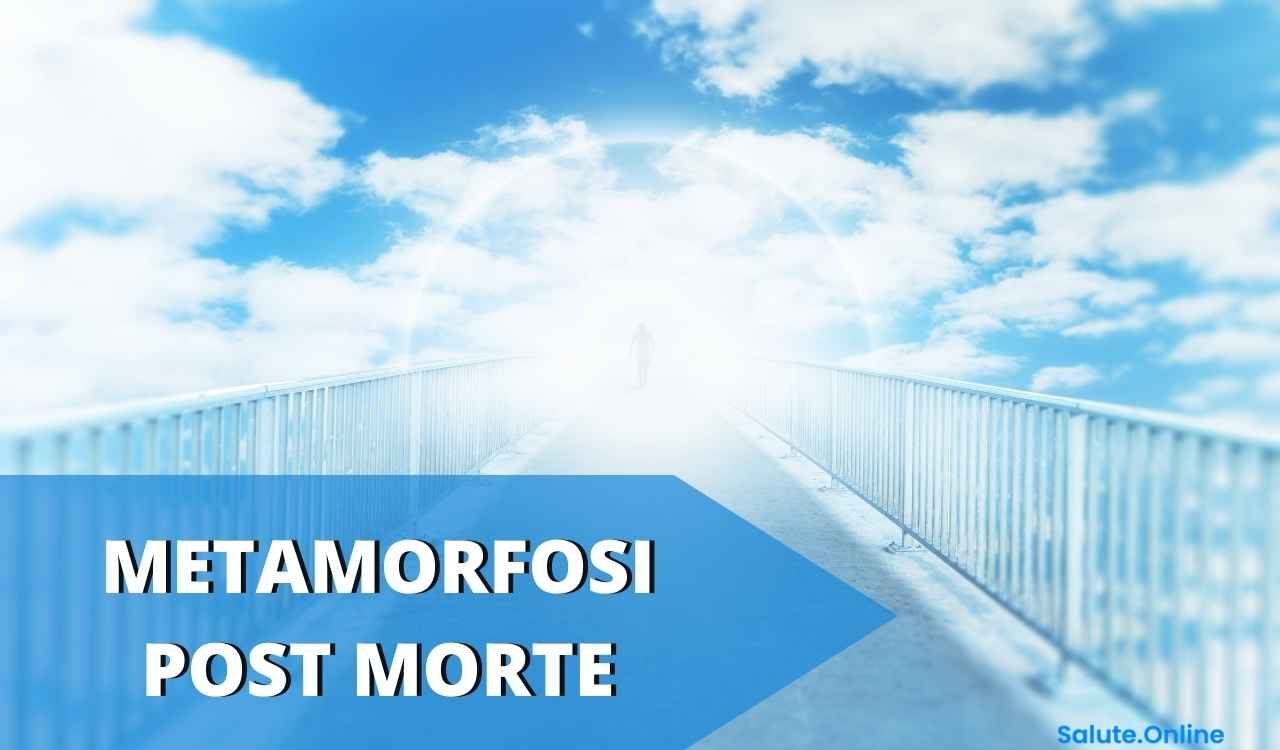 METAMORFOSI