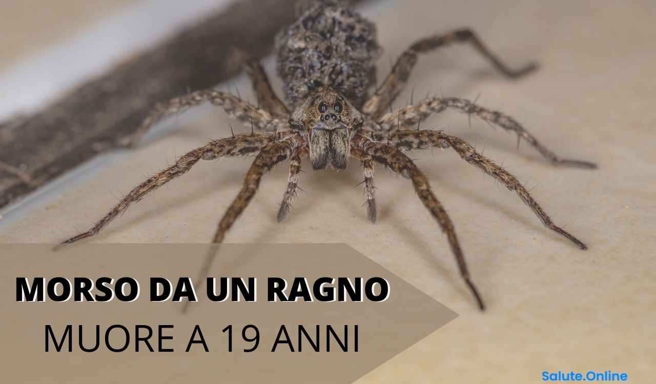 MORSO RAGNO