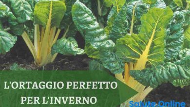 Photo of Ecco uno degli ortaggi più versatili e ricchi di nutrienti: si trova tutto l’anno