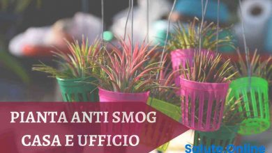 Photo of Pianta anti-smog: ecco perché dovresti averla in casa o in ufficio