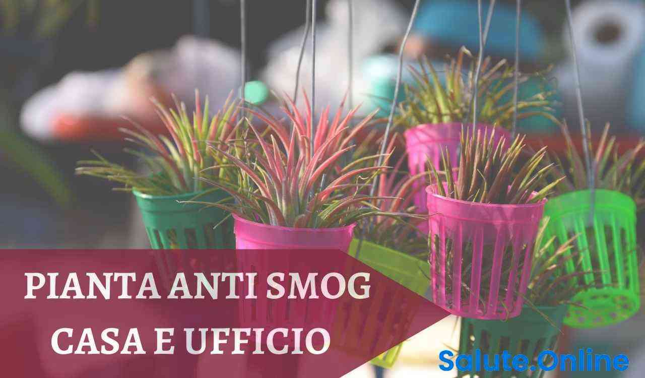 pianta anti smog